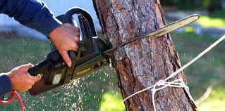 Best Hazardous Tree Removal  in Tecumseh, NE