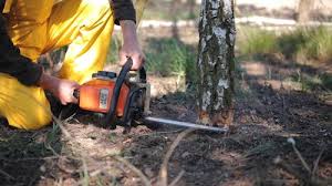 Best Tree Trimming and Pruning  in Tecumseh, NE