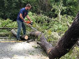 Best Seasonal Cleanup (Spring/Fall)  in Tecumseh, NE