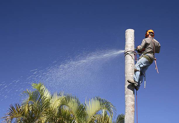 Best Tree Risk Assessment  in Tecumseh, NE