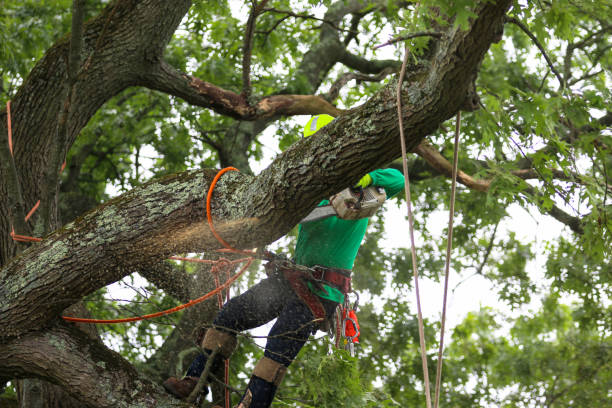 How Our Tree Care Process Works  in  Tecumseh, NE