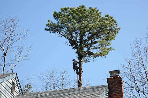 Best Tree Preservation Services  in Tecumseh, NE