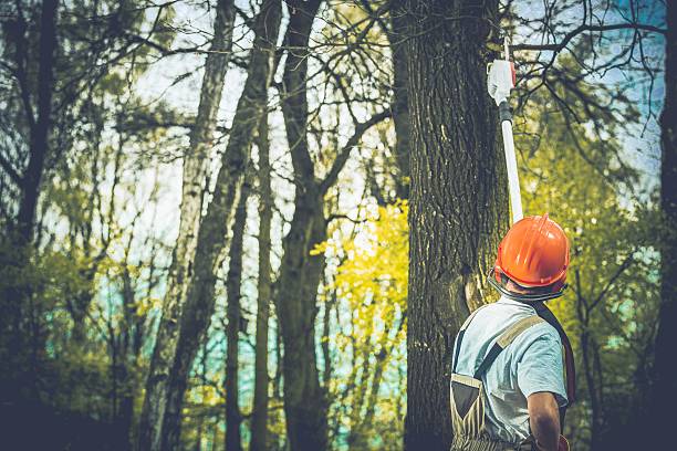 Tecumseh, NE Tree Care Company