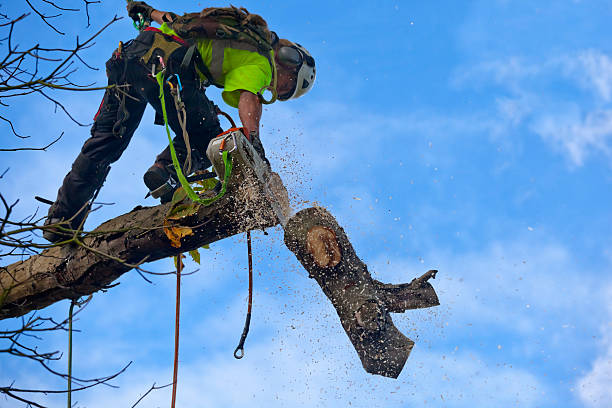 Best Tree Disease Treatment  in Tecumseh, NE