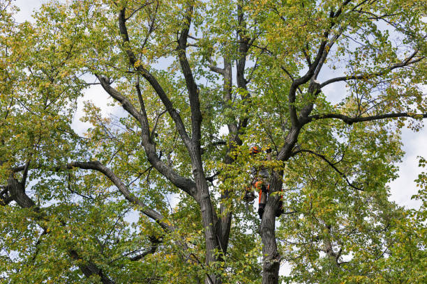 Best Tree Cabling and Bracing  in Tecumseh, NE